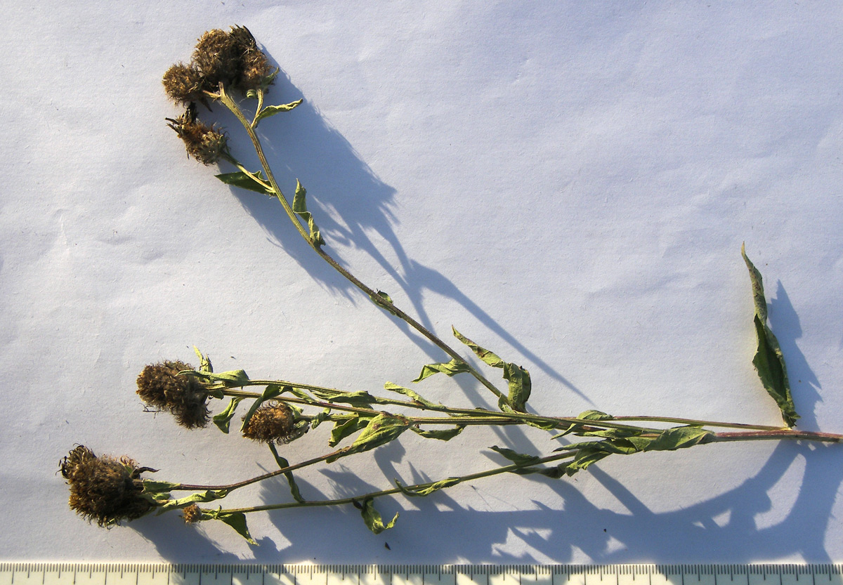 Image of Centaurea abnormis specimen.