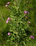 Epilobium villosum