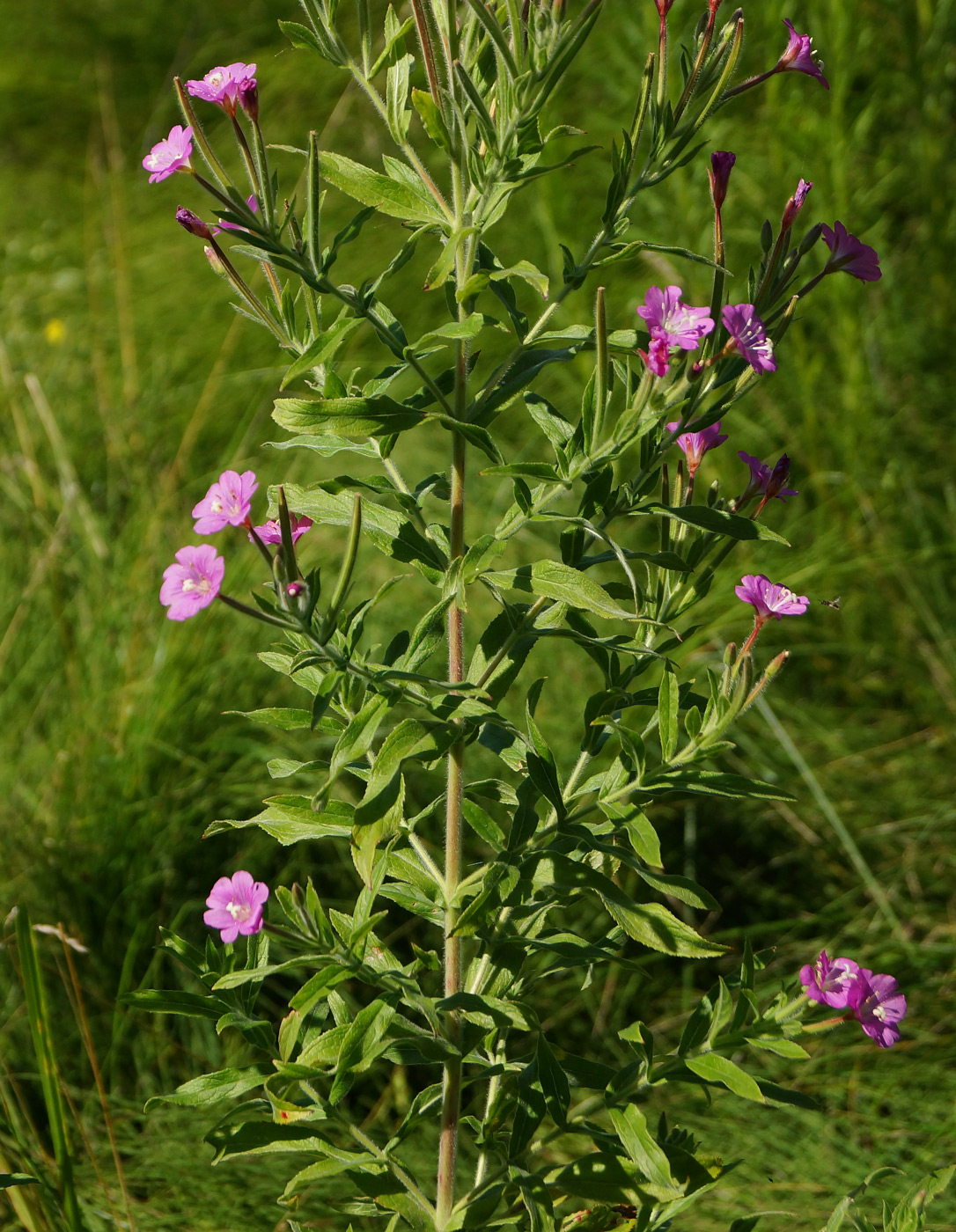 Image of Epilobium villosum specimen.