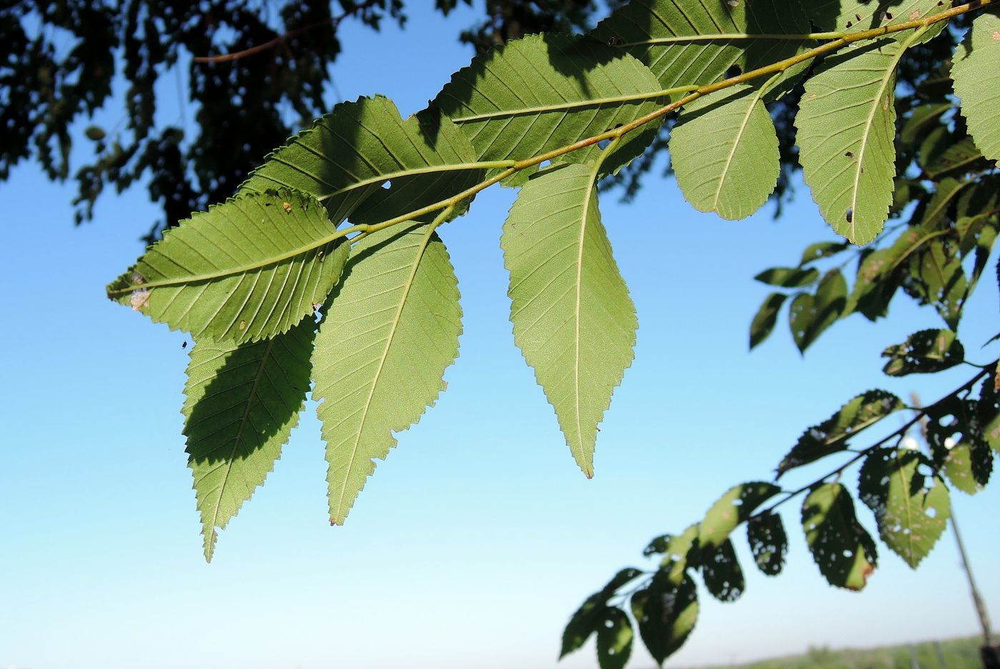 Image of Ulmus pumila specimen.