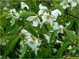 genus Philadelphus. Ветвь цветущего растения. Украина, г. Николаев, Заводской р-н, парк \"Лески\". 02.06.2017.