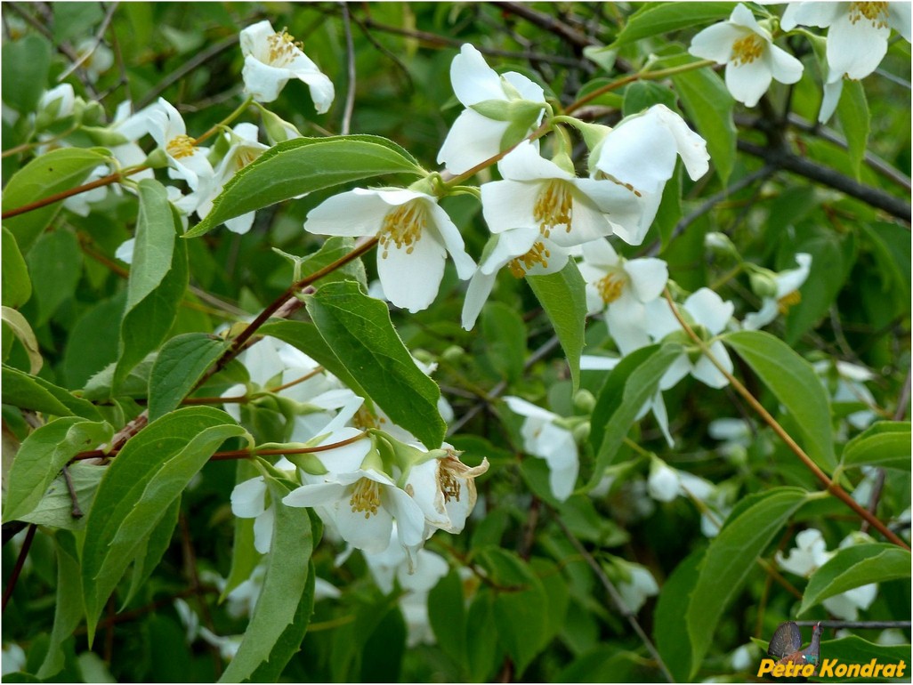 Изображение особи род Philadelphus.