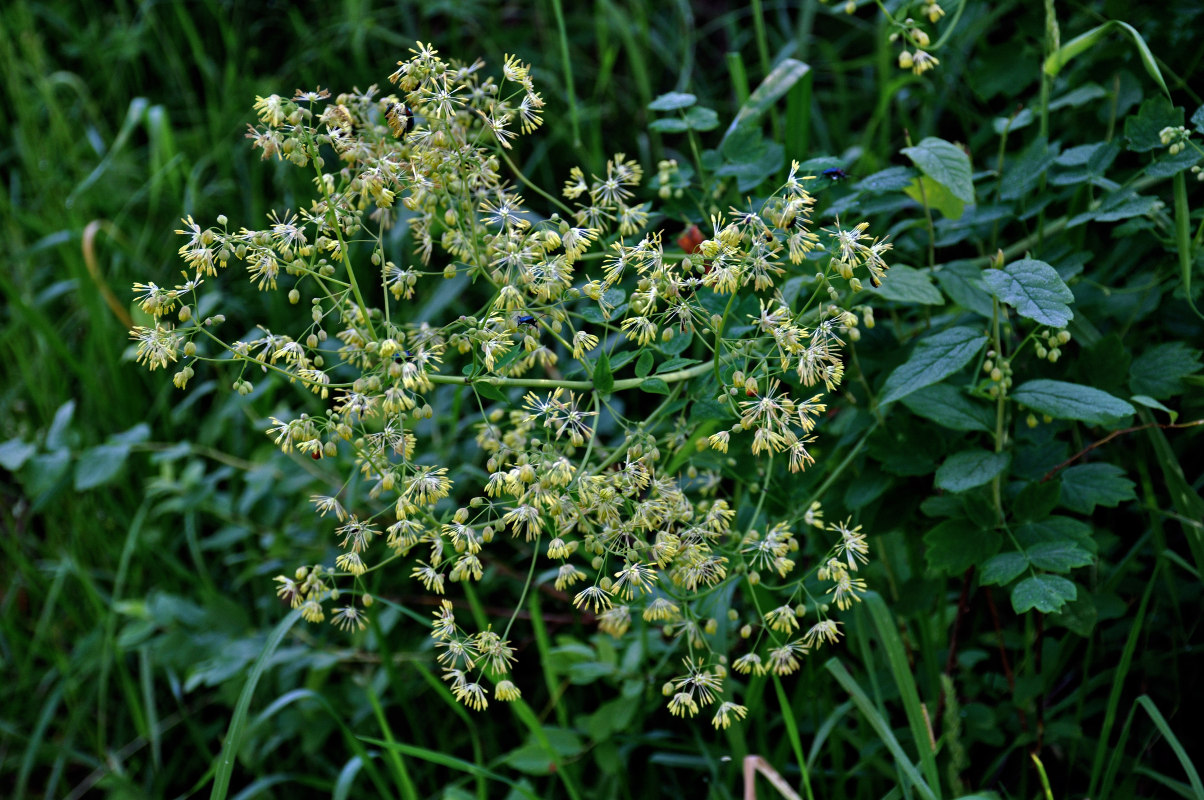 Изображение особи Thalictrum minus.