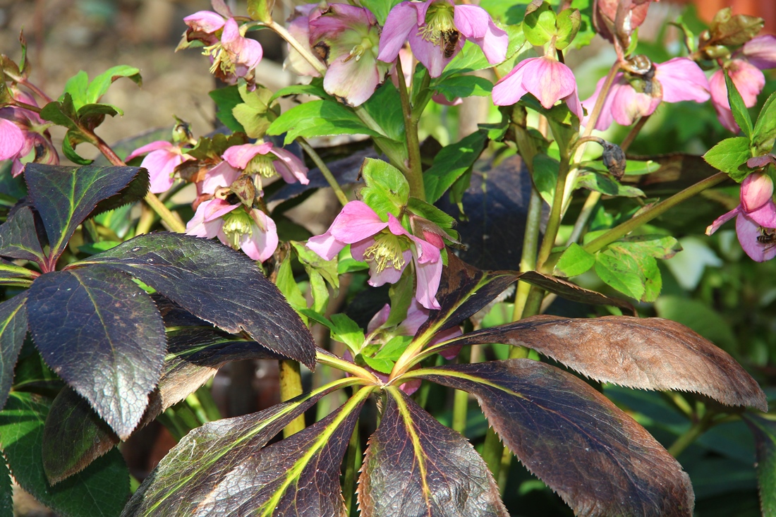 Image of Helleborus abchasicus specimen.