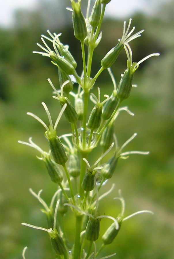 Изображение особи Silene chersonensis.