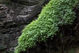 Saxifraga cymbalaria