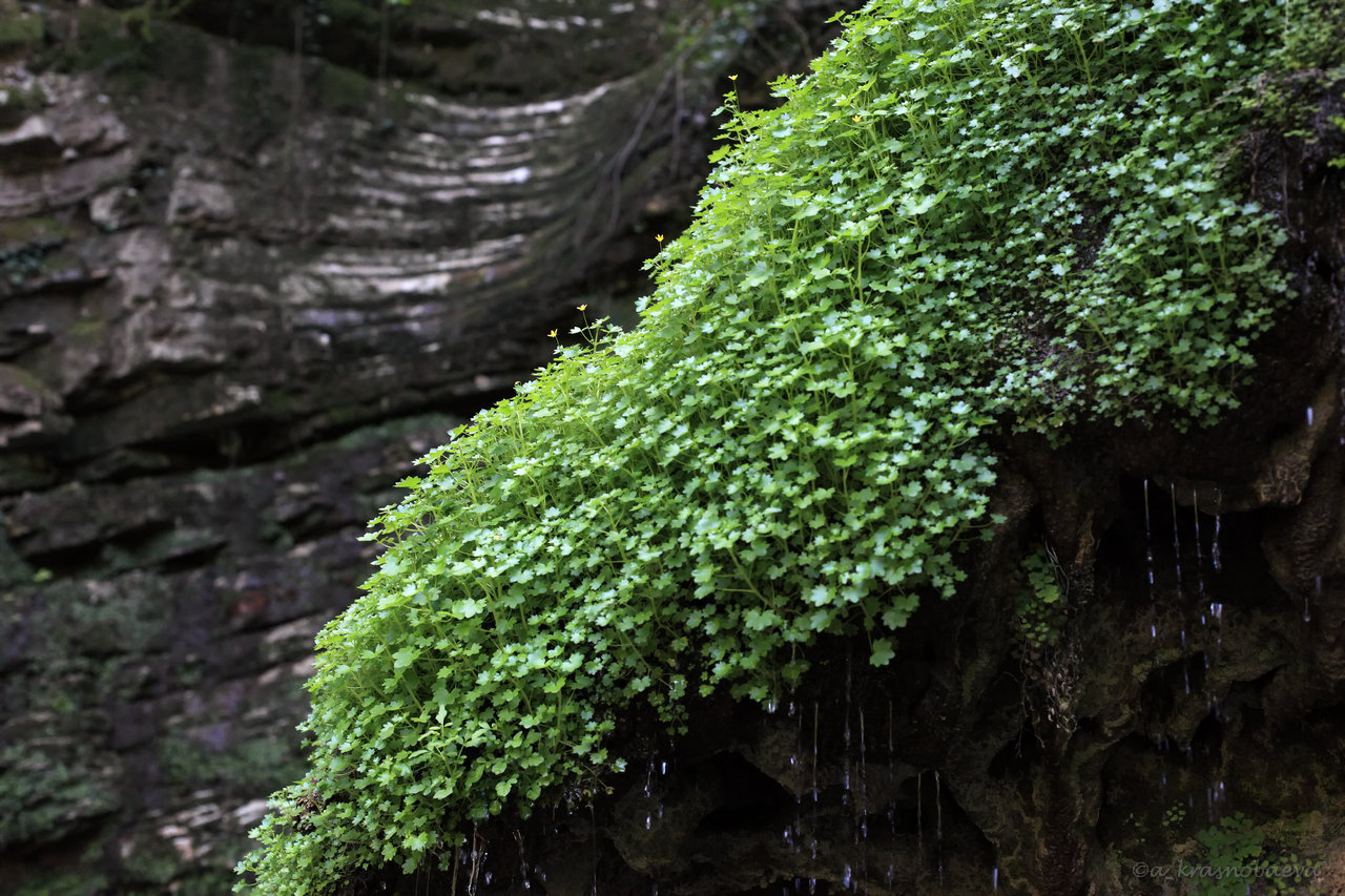 Изображение особи Saxifraga cymbalaria.