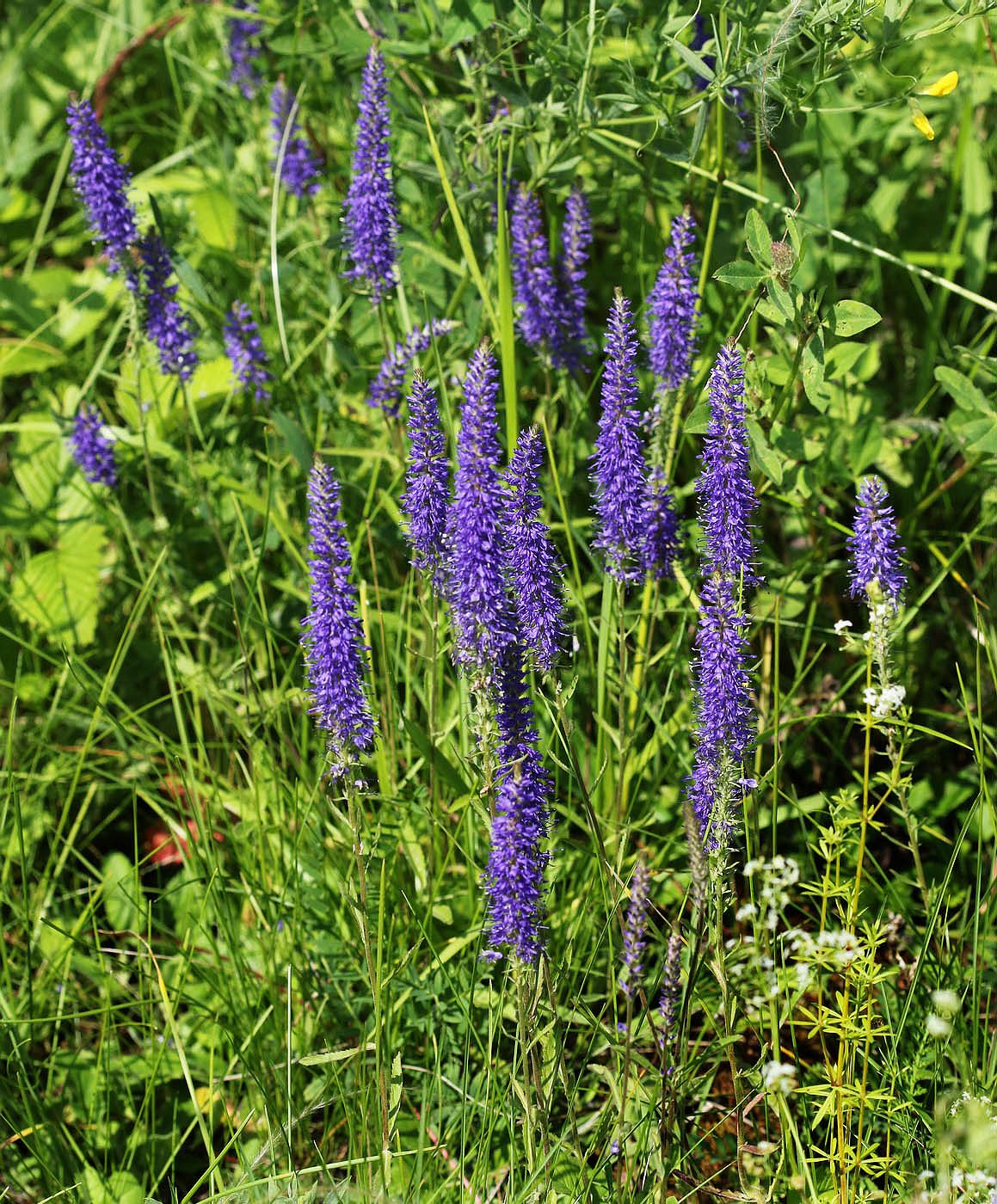 Image of Veronica spicata ssp. bashkiriensis specimen.