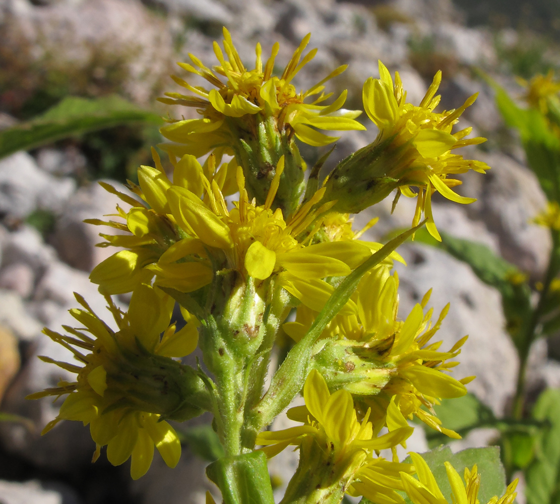 Image of Solidago virgaurea ssp. caucasica specimen.