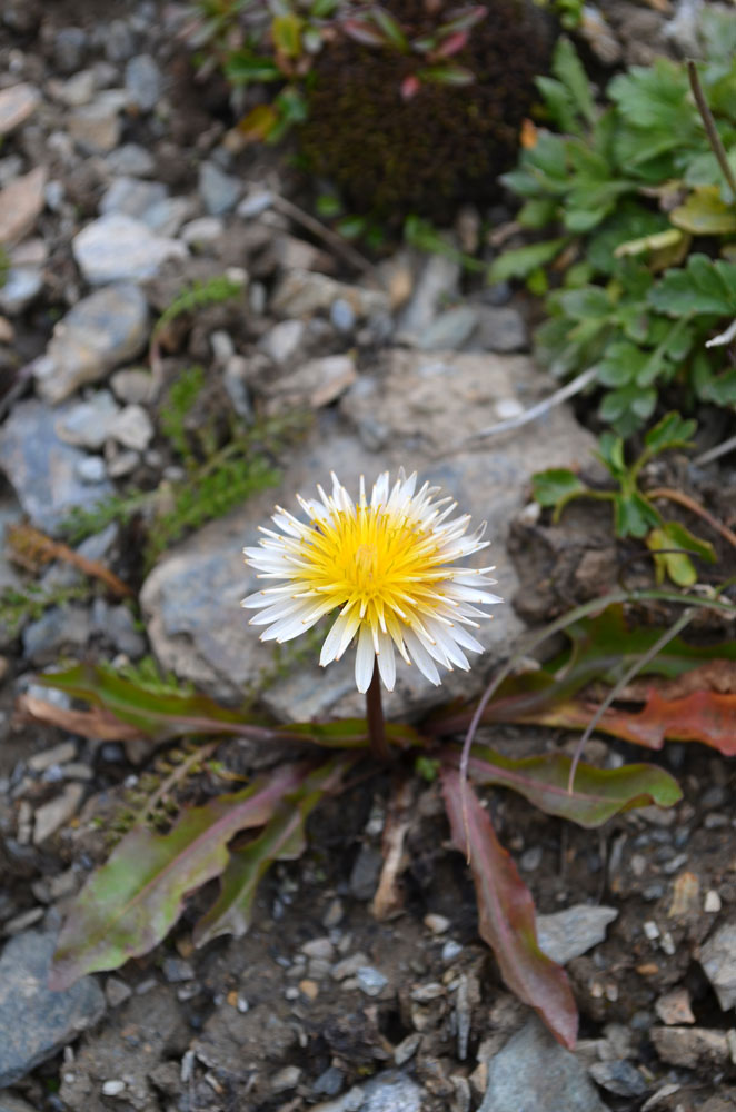 Image of Taraxacum pseudoroseum specimen.