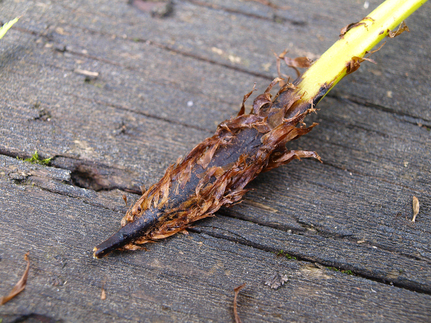 Изображение особи Athyrium filix-femina.