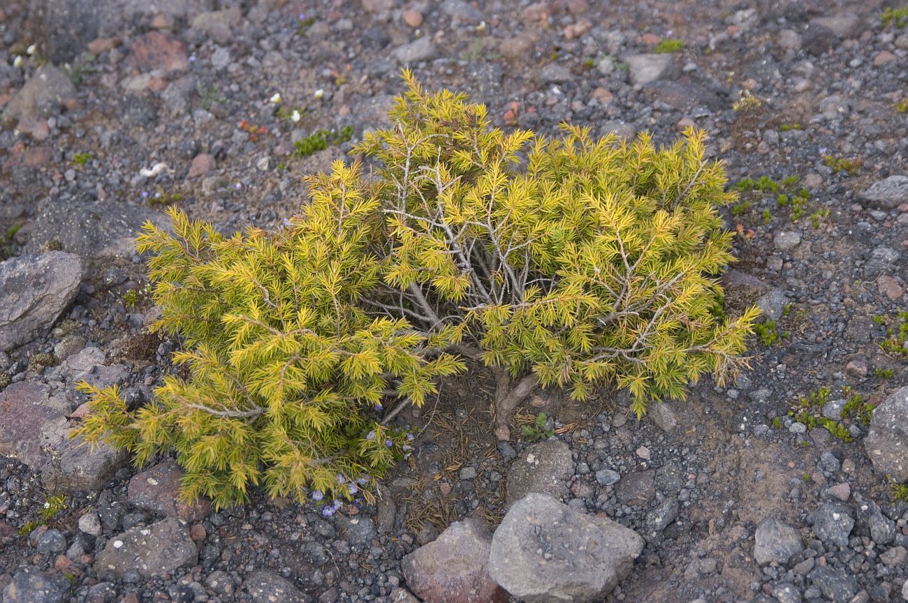 Изображение особи Juniperus hemisphaerica.