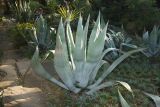 Agave americana. Вегетирующее растение. Краснодарский край, г. Сочи, Центральный р-н, уголок \"Фитофантазия\", в культуре. 18.11.2017.