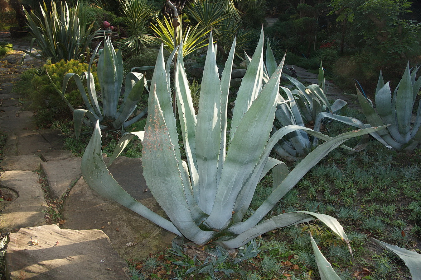 Изображение особи Agave americana.