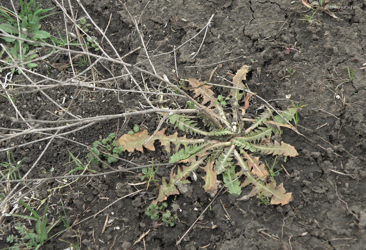 Изображение особи Chondrilla juncea.