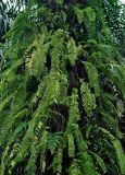 Nephrolepis acutifolia. Растения на стволе пальмы. Таиланд, национальный парк Си Пханг-нга. 19.06.2013.