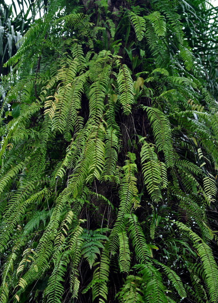 Изображение особи Nephrolepis acutifolia.