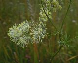 Thalictrum lucidum