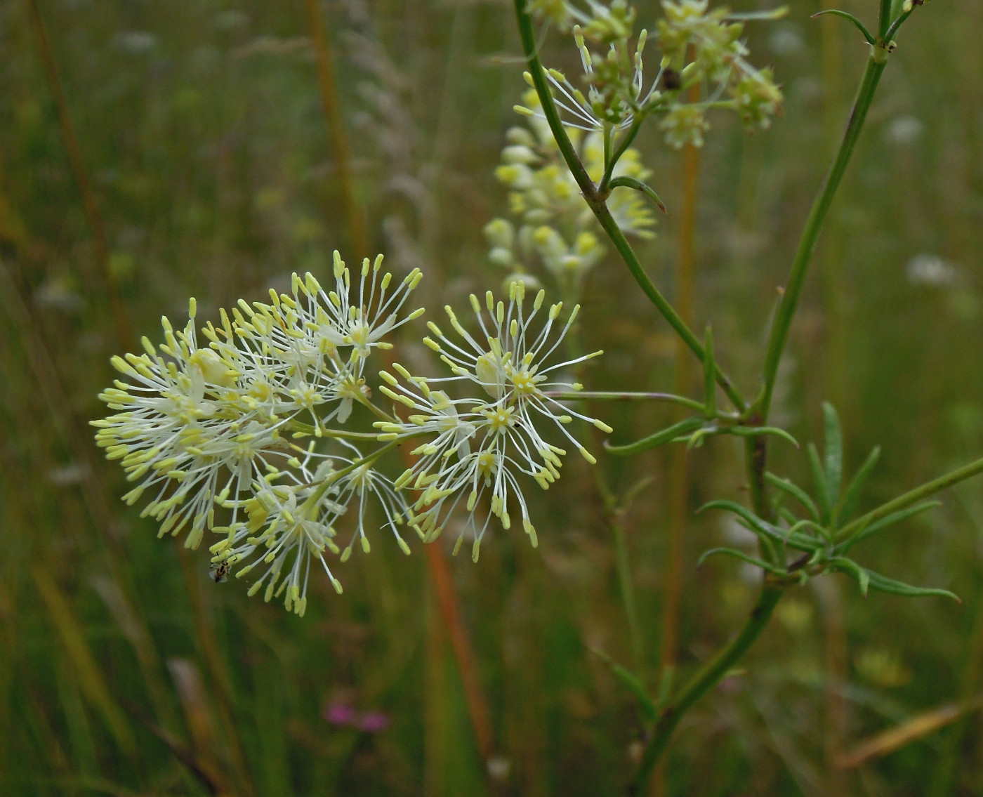 Изображение особи Thalictrum lucidum.