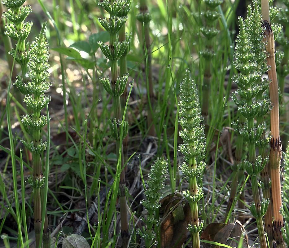 Изображение особи Equisetum arvense.