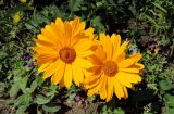 Heliopsis helianthoides ssp. scabra