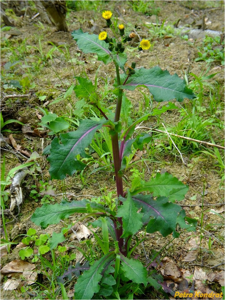 Image of Sonchus oleraceus specimen.