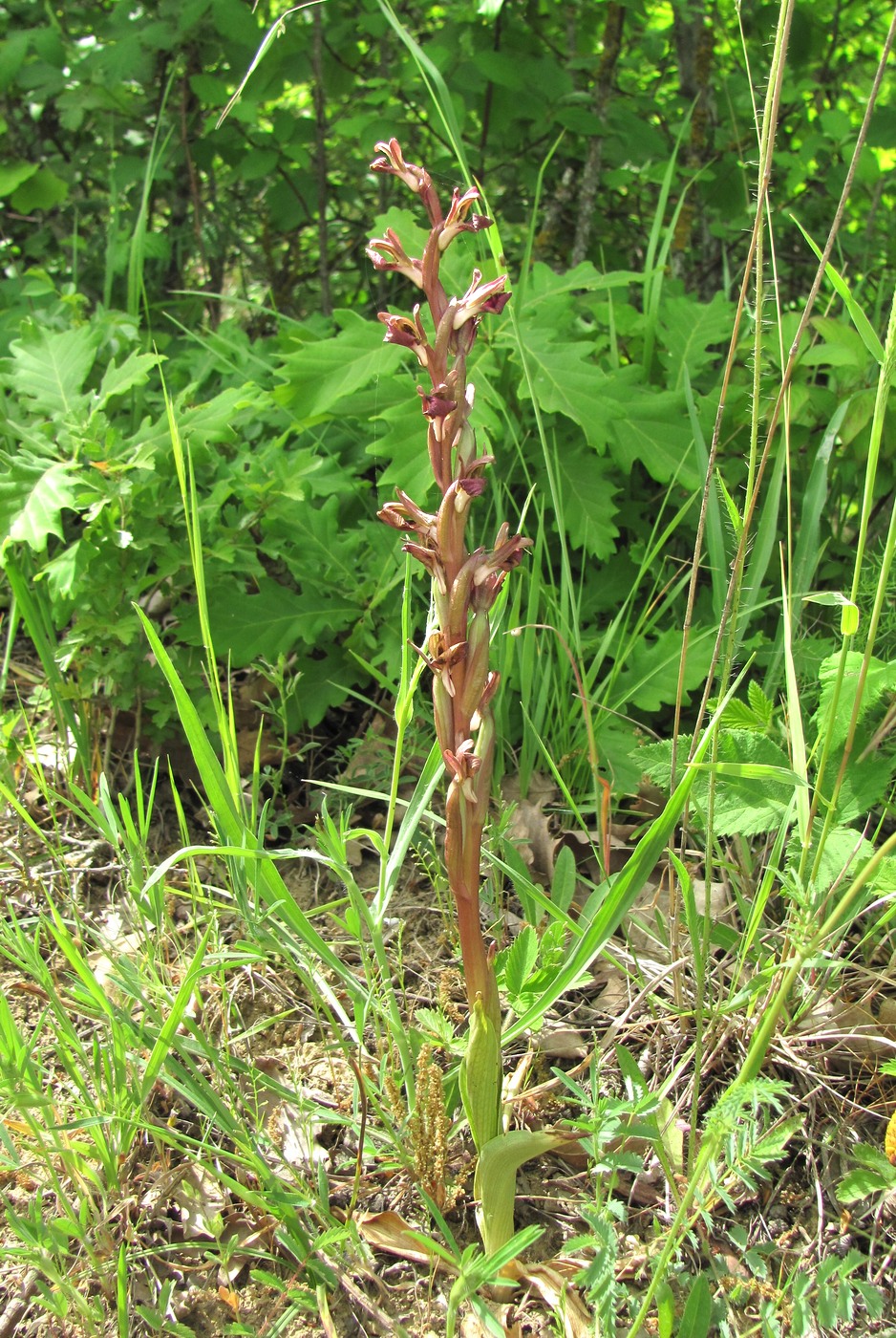 Image of Anacamptis collina ssp. fedtschenkoi specimen.