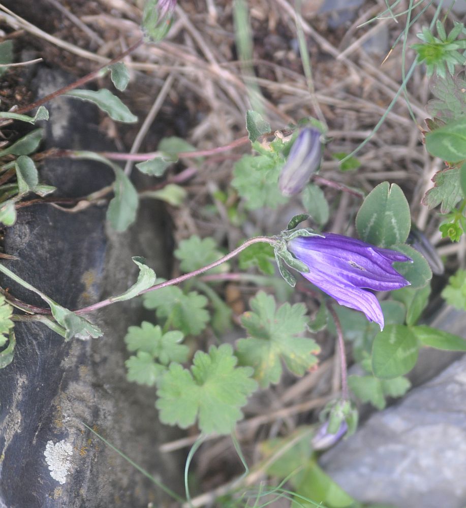 Image of genus Campanula specimen.