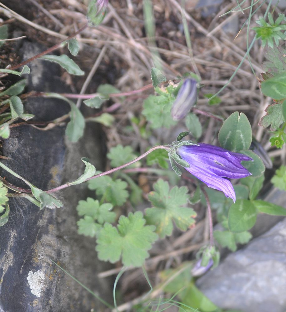 Изображение особи род Campanula.