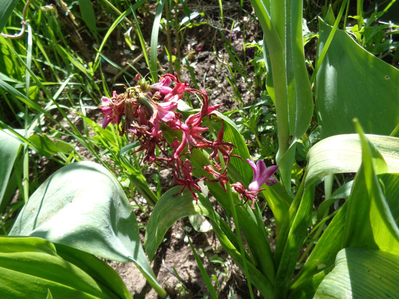 Image of Hyacinthus orientalis specimen.