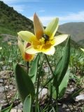 Tulipa berkariensis. Цветущее растение с кормящейся Citonia aurata. Южный Казахстан, Таласский Алатау, запов. Аксу-Жабаглы, верховья ущ. Улькен Каинды, 2150 м н.у.м., дно ущелья на месте оттаявшей ежегодно сходящей лавины. 18 июня 2018 г.