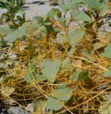 Cuscuta campestris