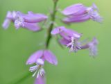 Polygala major