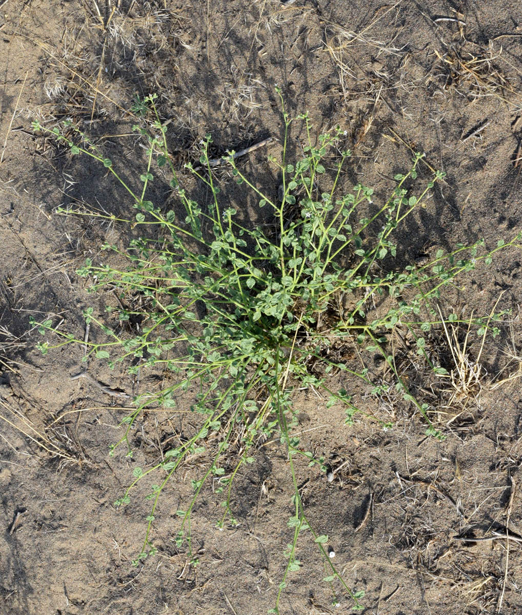 Image of Heliotropium dasycarpum specimen.