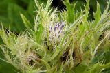 Cirsium obvallatum