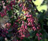 Berberis форма atropurpurea