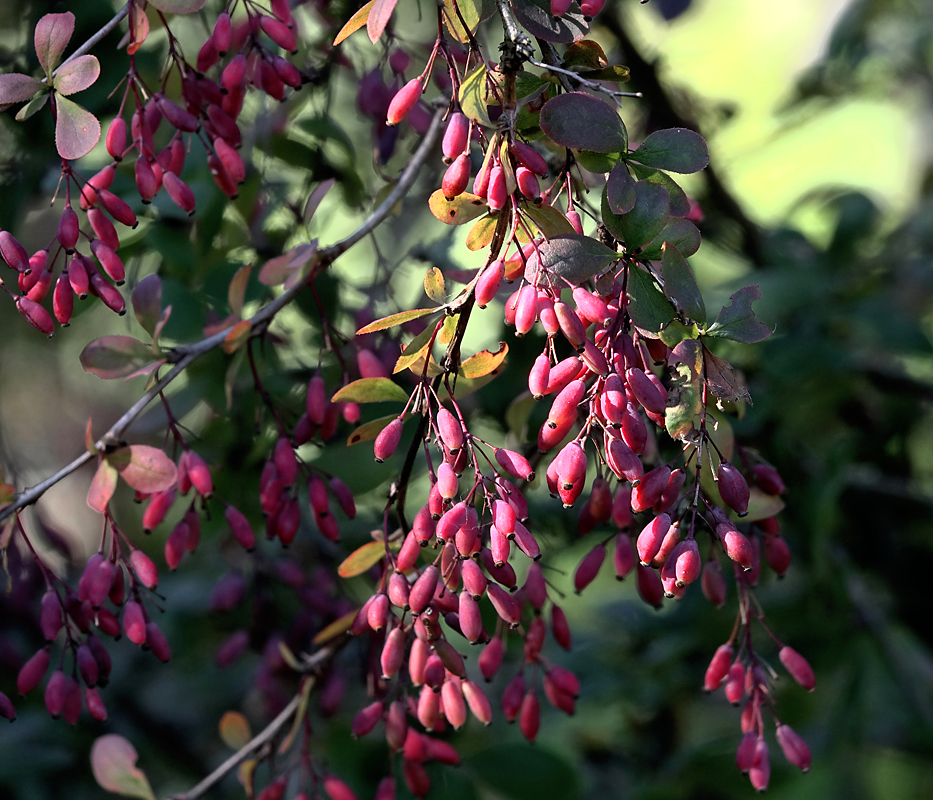 Изображение особи Berberis vulgaris f. atropurpurea.