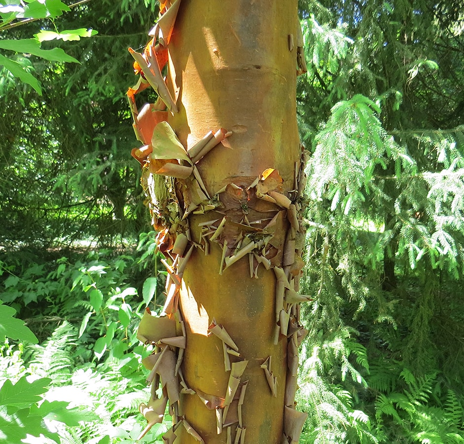 Image of Acer griseum specimen.