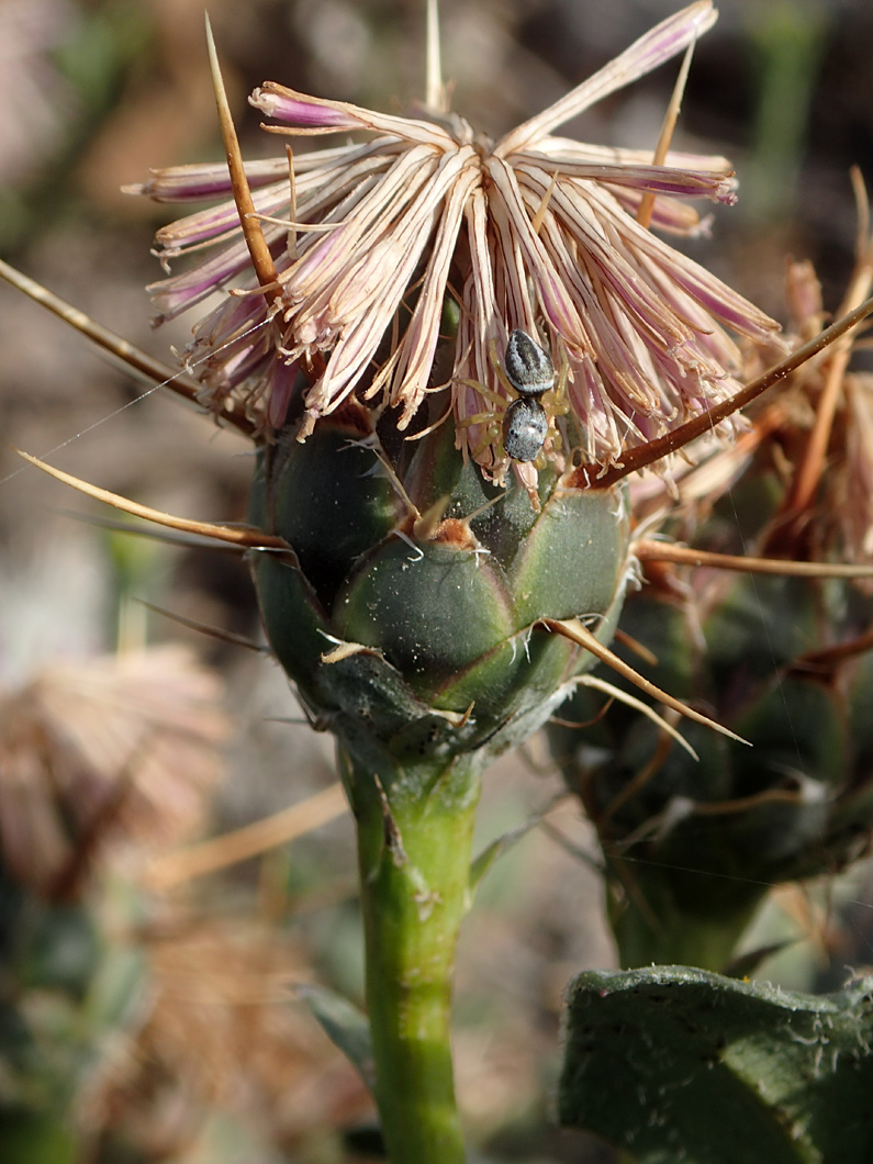 Image of Centaurea raphanina ssp. mixta specimen.
