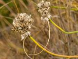 Allium cretaceum. Верхушки сухих побегов с соплодиями. Башкортостан, Кугарчинский р-н, окр. дер. Мурадымово, природный парк \"Мурадымовское ущелье\", долина р. Большой Ик, каменистый склон на скальном массиве вдоль реки. 2 сентября 2018 г.