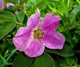 Rosa cinnamomea. Цветок. Чувашия, окрестности г. Шумерля, пойма р. Сура, дорога на Наватские пески. 2 июня 2008 г.
