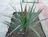 Yucca flaccida