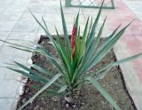 Yucca flaccida. Растение с развивающимся соцветием. Узбекистан, г. Бухара, в культуре. 26.04.2018.