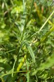 Knautia arvensis