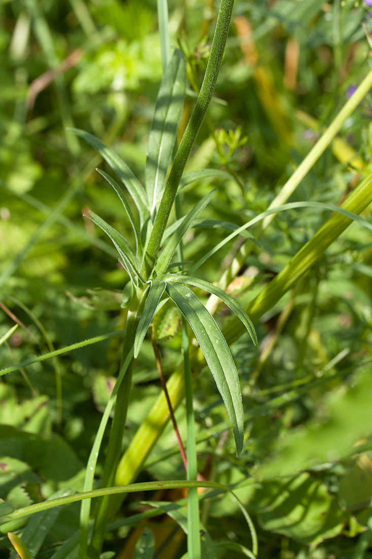 Image of Knautia arvensis specimen.