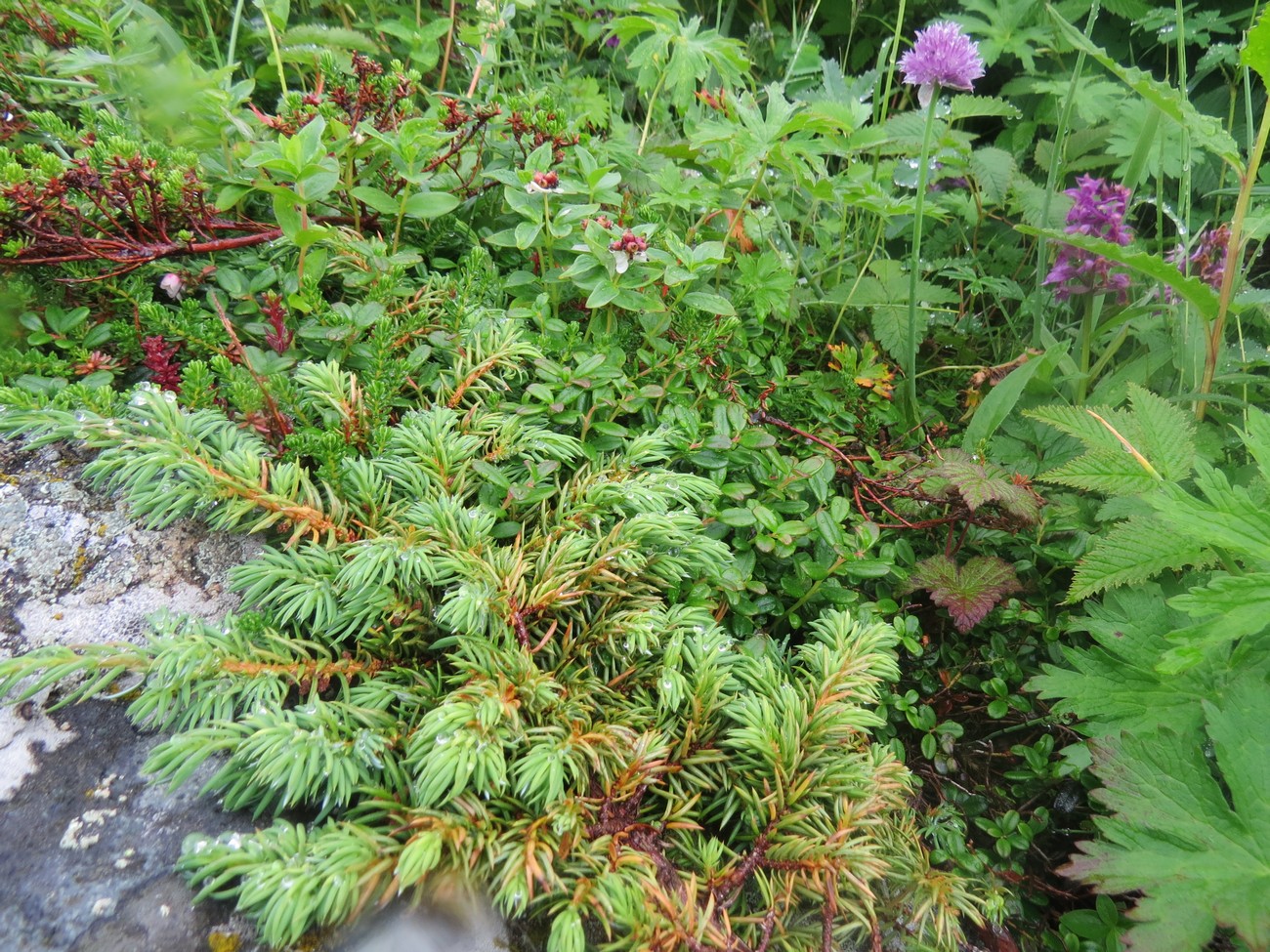 Image of Juniperus sibirica specimen.