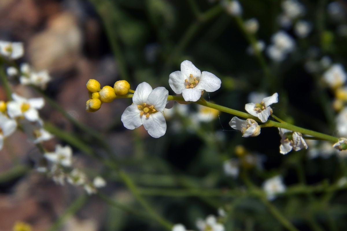 Image of Crambe schugnana specimen.