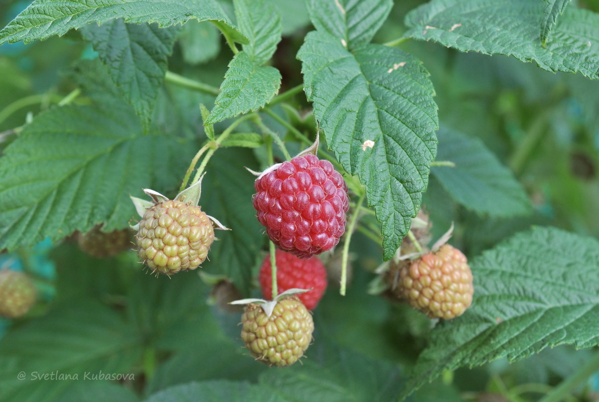 Изображение особи Rubus idaeus.