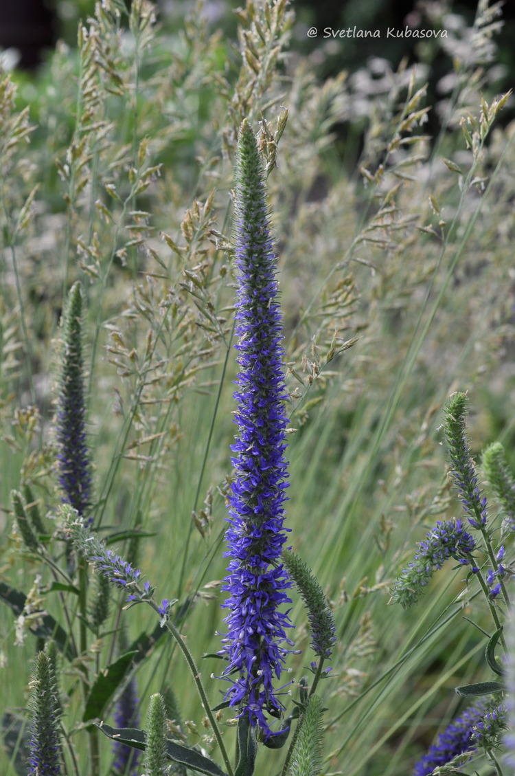 Image of Veronica porphyriana specimen.