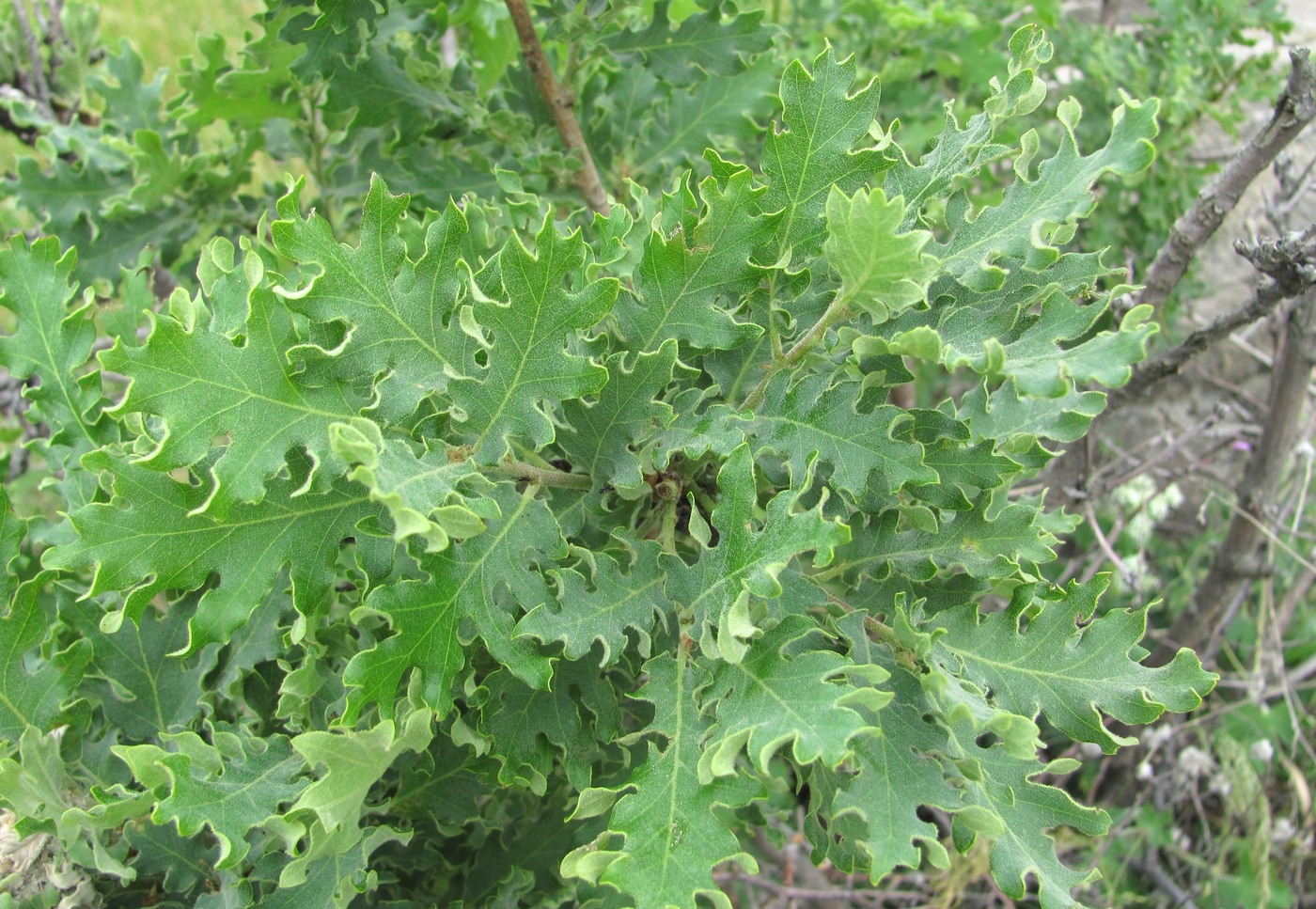 Image of Quercus pubescens specimen.